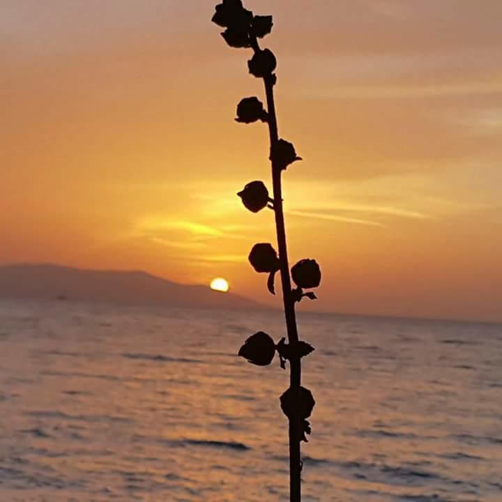 غوزيلْتْشاملِ Samos Apart Pension المظهر الخارجي الصورة